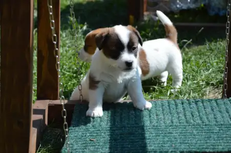 Jack Russell Terrier - Aicha