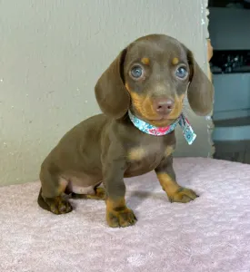 Dachshund - Carlos