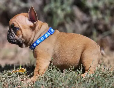 French Bulldog - Urus