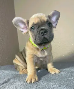 French Bulldog - Caroline