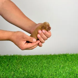 Cavalier King Charles Spaniel - Liane