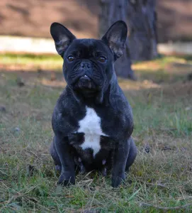 French Bulldog - Iron County Xia