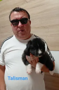 Border Collie - Talisman