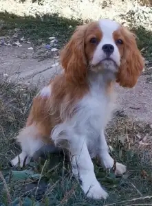Cavalier King Charles spániel - Itiel