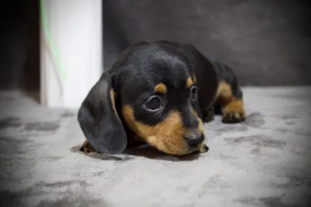 Dackel - Black Spot Hug Me Strongly