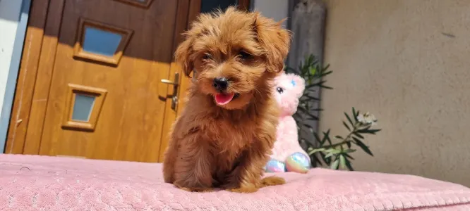 Maltipoo - Málna