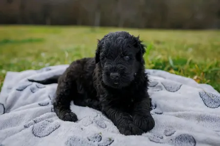 Orosz fekete terrier - Hills Diamonds