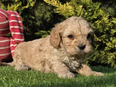 Cavapoo - Floop