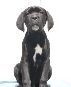 Chien de cour italien - Cirius 