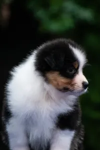 Australian Shepherd - Winstead Freezing But Still Breezing