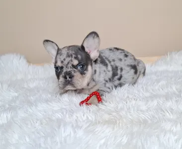 French Bulldog - Zyva