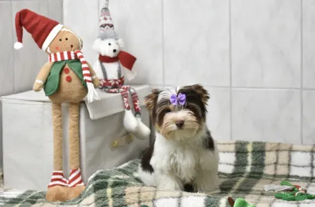 Biewer Terrier - Quentin (biro)