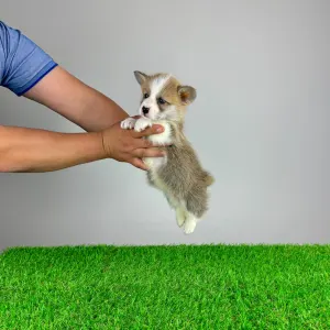 Welsh Corgi Pembroke - Phillip
