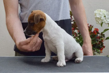 Jack Russell Terrier - Gold Leash Xandro