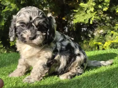 Cavapoo - Merida