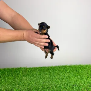 Yorkshire Terrier - Rhea