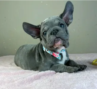 French Bulldog - Oliver
