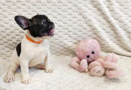 French Bulldog - Christmas Dragons Eleanor