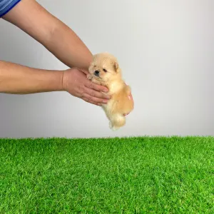 German Pomeranian Spitz - Usha