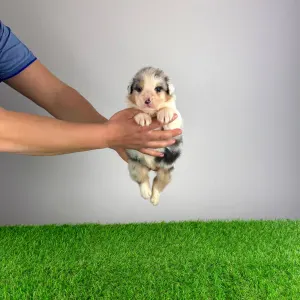 Ciobanesc Australian - Crispie