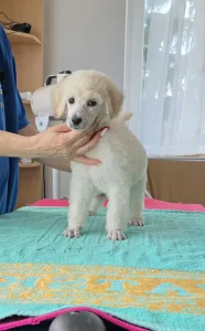 Grosspudel - Fortuna Avior Alina