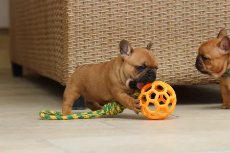 Französische Bulldogge - Unicum