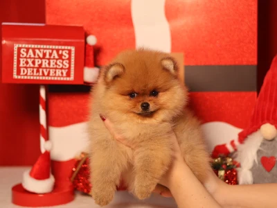 Szpic miniaturowy - Leonardo💚