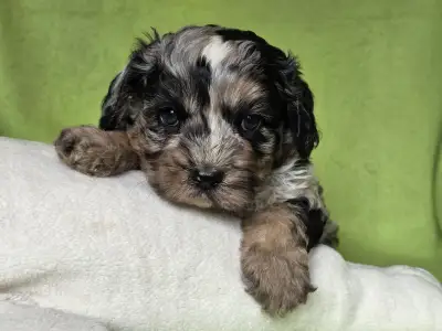 Cavapoo - Merlin