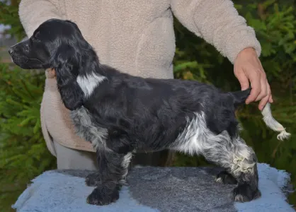 Angol Cocker spániel - Wonderfull