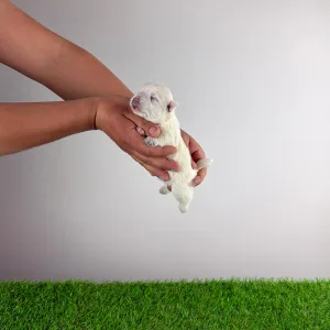 West Highland White Terrier - Jette