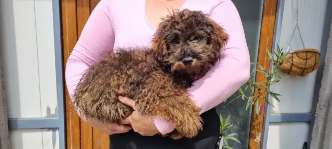 Trpasličí pudl - Dió