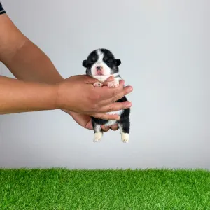 Welsh corgi pembroke - Enocy