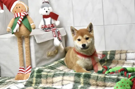 Shiba - Bravados Bara