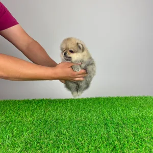 Pomeranian - Chan