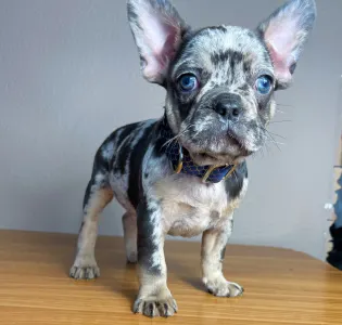 Französische Bulldogge - Rocky