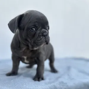 Francia bulldog - Edward