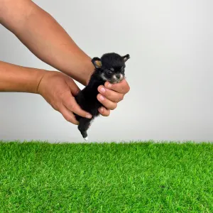 Chihuahua - Fatima