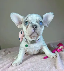 Französische Bulldogge - Elina