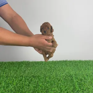Barbone nano - Kiko