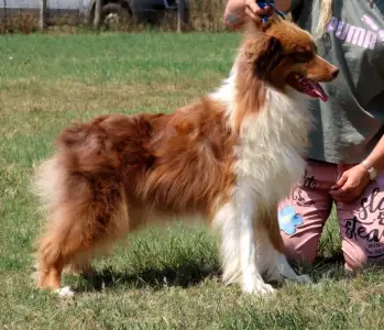 Berger australien - Dailos Dream Maker