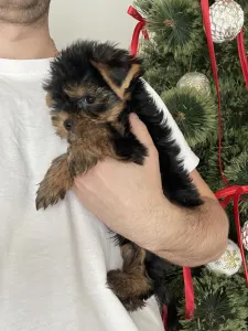 Yorkshire Terrier - Maurice