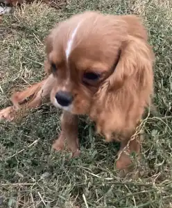 Cavalier King Čarles Španiel - Leo (volt Dancy)