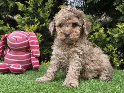 Cavapoo - Chocapic