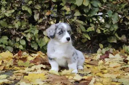 Вельш-корги кардиган - Amore Ebonite Exclusive