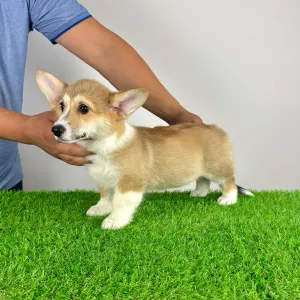 Welsh Corgi Pembroke - Rydia