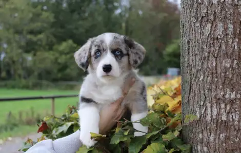 Вельш-корги кардиган - Amore Ebonite Exclusive