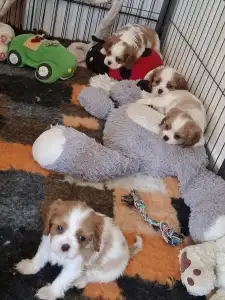 Cavalier King Charles Spaniel - Kaktusz