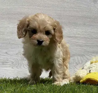 Cavapoo - Ecco
