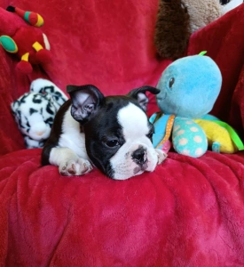 Boston Terrier - Endi