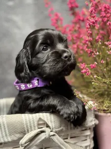 Английский кокер-спаниель - Goddess